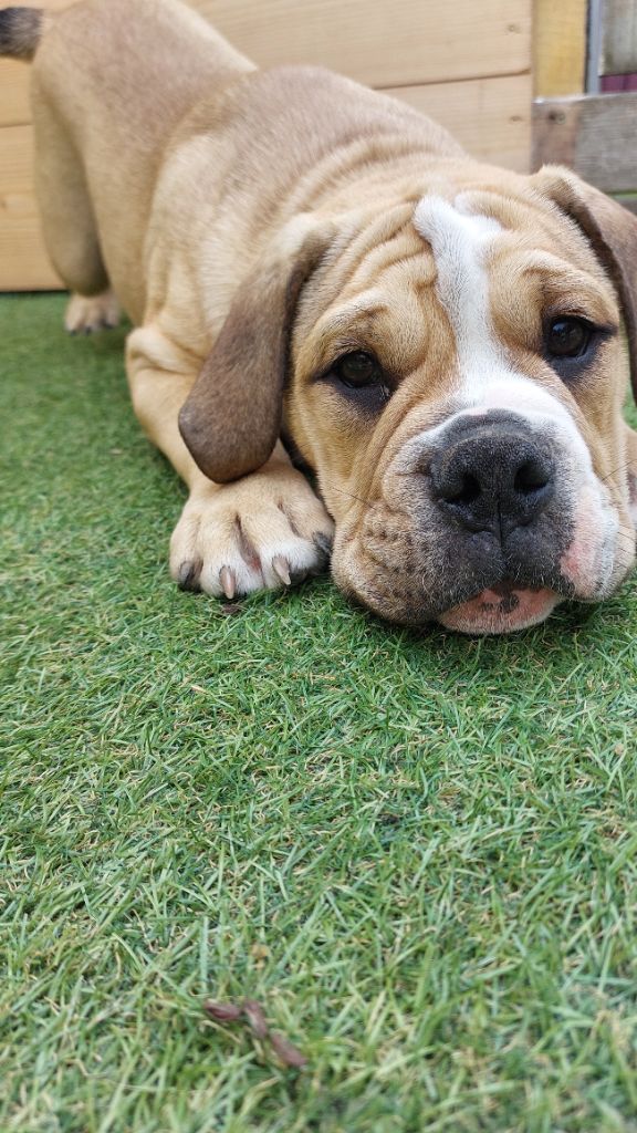 Des Bull's De Crystal - Chiots disponibles - Bulldog continental
