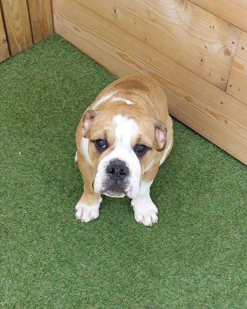 Des Bull's De Crystal - Chiots disponibles - Bulldog continental